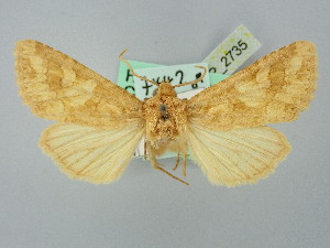 ( - BGE_ZSM_LEP_2735)  @11 [ ] by-nc-sa (2025) SNSB, Staatliche Naturwissenschaftliche Sammlungen Bayerns ZSM (SNSB, Zoologische Staatssammlung Muenchen)