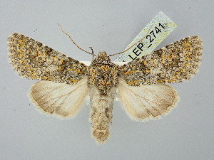  ( - BGE_ZSM_LEP_2741)  @11 [ ] by-nc-sa (2025) SNSB, Staatliche Naturwissenschaftliche Sammlungen Bayerns ZSM (SNSB, Zoologische Staatssammlung Muenchen)