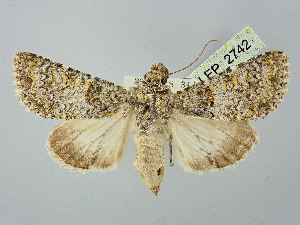  ( - BGE_ZSM_LEP_2742)  @11 [ ] by-nc-sa (2025) SNSB, Staatliche Naturwissenschaftliche Sammlungen Bayerns ZSM (SNSB, Zoologische Staatssammlung Muenchen)