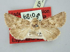  ( - BGE_ZSM_LEP_2752)  @11 [ ] by-nc-sa (2025) SNSB, Staatliche Naturwissenschaftliche Sammlungen Bayerns ZSM (SNSB, Zoologische Staatssammlung Muenchen)