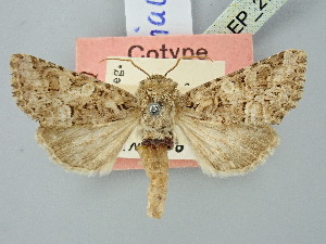  ( - BGE_ZSM_LEP_2753)  @11 [ ] by-nc-sa (2025) SNSB, Staatliche Naturwissenschaftliche Sammlungen Bayerns ZSM (SNSB, Zoologische Staatssammlung Muenchen)