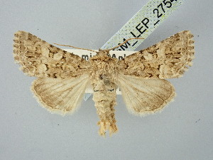  ( - BGE_ZSM_LEP_2754)  @11 [ ] by-nc-sa (2025) SNSB, Staatliche Naturwissenschaftliche Sammlungen Bayerns ZSM (SNSB, Zoologische Staatssammlung Muenchen)