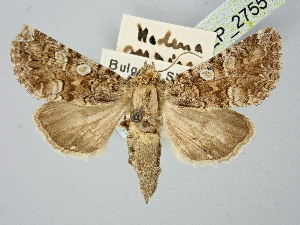  ( - BGE_ZSM_LEP_2755)  @11 [ ] by-nc-sa (2025) SNSB, Staatliche Naturwissenschaftliche Sammlungen Bayerns ZSM (SNSB, Zoologische Staatssammlung Muenchen)