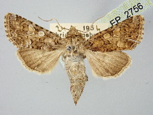  ( - BGE_ZSM_LEP_2756)  @11 [ ] by-nc-sa (2025) SNSB, Staatliche Naturwissenschaftliche Sammlungen Bayerns ZSM (SNSB, Zoologische Staatssammlung Muenchen)