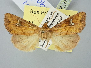  (Hypobarathra icterias - BGE_ZSM_LEP_2763)  @11 [ ] by-nc-sa (2025) SNSB, Staatliche Naturwissenschaftliche Sammlungen Bayerns ZSM (SNSB, Zoologische Staatssammlung Muenchen)