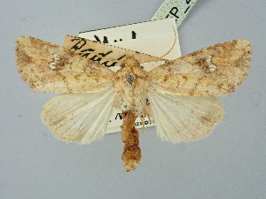  ( - BGE_ZSM_LEP_2765)  @11 [ ] by-nc-sa (2025) SNSB, Staatliche Naturwissenschaftliche Sammlungen Bayerns ZSM (SNSB, Zoologische Staatssammlung Muenchen)