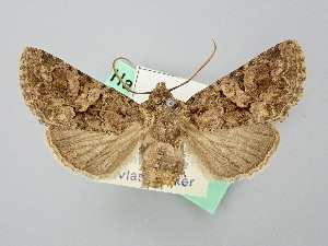  ( - BGE_ZSM_LEP_2773)  @11 [ ] by-nc-sa (2025) SNSB, Staatliche Naturwissenschaftliche Sammlungen Bayerns ZSM (SNSB, Zoologische Staatssammlung Muenchen)