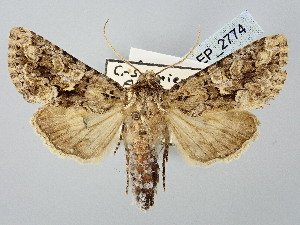  ( - BGE_ZSM_LEP_2774)  @11 [ ] by-nc-sa (2025) SNSB, Staatliche Naturwissenschaftliche Sammlungen Bayerns ZSM (SNSB, Zoologische Staatssammlung Muenchen)