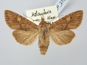  ( - BGE_ZSM_LEP_2783)  @11 [ ] by-nc-sa (2025) SNSB, Staatliche Naturwissenschaftliche Sammlungen Bayerns ZSM (SNSB, Zoologische Staatssammlung Muenchen)