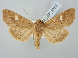  ( - BGE_ZSM_LEP_2784)  @11 [ ] by-nc-sa (2025) SNSB, Staatliche Naturwissenschaftliche Sammlungen Bayerns ZSM (SNSB, Zoologische Staatssammlung Muenchen)