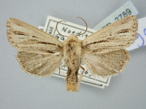  ( - BGE_ZSM_LEP_2789)  @11 [ ] by-nc-sa (2025) SNSB, Staatliche Naturwissenschaftliche Sammlungen Bayerns ZSM (SNSB, Zoologische Staatssammlung Muenchen)
