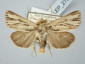  ( - BGE_ZSM_LEP_2790)  @11 [ ] by-nc-sa (2025) SNSB, Staatliche Naturwissenschaftliche Sammlungen Bayerns ZSM (SNSB, Zoologische Staatssammlung Muenchen)