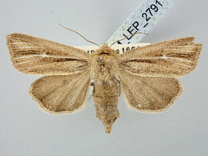  ( - BGE_ZSM_LEP_2791)  @11 [ ] by-nc-sa (2025) SNSB, Staatliche Naturwissenschaftliche Sammlungen Bayerns ZSM (SNSB, Zoologische Staatssammlung Muenchen)