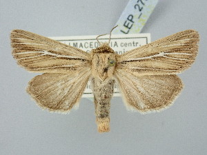  ( - BGE_ZSM_LEP_2792)  @11 [ ] by-nc-sa (2025) SNSB, Staatliche Naturwissenschaftliche Sammlungen Bayerns ZSM (SNSB, Zoologische Staatssammlung Muenchen)