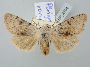  ( - BGE_ZSM_LEP_2794)  @11 [ ] by-nc-sa (2025) SNSB, Staatliche Naturwissenschaftliche Sammlungen Bayerns ZSM (SNSB, Zoologische Staatssammlung Muenchen)