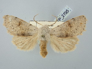  ( - BGE_ZSM_LEP_2795)  @11 [ ] by-nc-sa (2025) SNSB, Staatliche Naturwissenschaftliche Sammlungen Bayerns ZSM (SNSB, Zoologische Staatssammlung Muenchen)