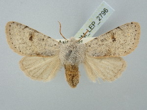  ( - BGE_ZSM_LEP_2796)  @11 [ ] by-nc-sa (2025) SNSB, Staatliche Naturwissenschaftliche Sammlungen Bayerns ZSM (SNSB, Zoologische Staatssammlung Muenchen)
