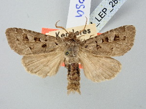  ( - BGE_ZSM_LEP_2805)  @11 [ ] by-nc-sa (2025) SNSB, Staatliche Naturwissenschaftliche Sammlungen Bayerns ZSM (SNSB, Zoologische Staatssammlung Muenchen)
