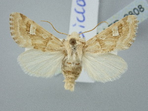  ( - BGE_ZSM_LEP_2808)  @11 [ ] by-nc-sa (2025) SNSB, Staatliche Naturwissenschaftliche Sammlungen Bayerns ZSM (SNSB, Zoologische Staatssammlung Muenchen)