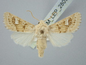  ( - BGE_ZSM_LEP_2809)  @11 [ ] by-nc-sa (2025) SNSB, Staatliche Naturwissenschaftliche Sammlungen Bayerns ZSM (SNSB, Zoologische Staatssammlung Muenchen)