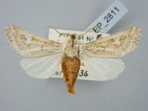  ( - BGE_ZSM_LEP_2811)  @11 [ ] by-nc-sa (2025) SNSB, Staatliche Naturwissenschaftliche Sammlungen Bayerns ZSM (SNSB, Zoologische Staatssammlung Muenchen)
