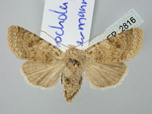  ( - BGE_ZSM_LEP_2816)  @11 [ ] by-nc-sa (2025) SNSB, Staatliche Naturwissenschaftliche Sammlungen Bayerns ZSM (SNSB, Zoologische Staatssammlung Muenchen)