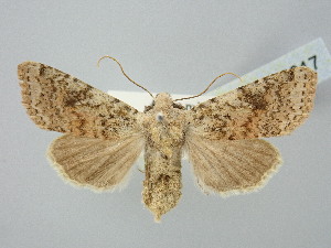  ( - BGE_ZSM_LEP_2817)  @11 [ ] by-nc-sa (2025) SNSB, Staatliche Naturwissenschaftliche Sammlungen Bayerns ZSM (SNSB, Zoologische Staatssammlung Muenchen)
