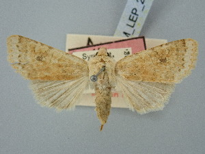  ( - BGE_ZSM_LEP_2819)  @11 [ ] by-nc-sa (2025) SNSB, Staatliche Naturwissenschaftliche Sammlungen Bayerns ZSM (SNSB, Zoologische Staatssammlung Muenchen)