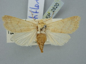  ( - BGE_ZSM_LEP_2820)  @11 [ ] by-nc-sa (2025) SNSB, Staatliche Naturwissenschaftliche Sammlungen Bayerns ZSM (SNSB, Zoologische Staatssammlung Muenchen)