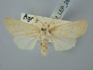  ( - BGE_ZSM_LEP_2821)  @11 [ ] by-nc-sa (2025) SNSB, Staatliche Naturwissenschaftliche Sammlungen Bayerns ZSM (SNSB, Zoologische Staatssammlung Muenchen)