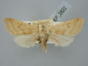  ( - BGE_ZSM_LEP_2822)  @11 [ ] by-nc-sa (2025) SNSB, Staatliche Naturwissenschaftliche Sammlungen Bayerns ZSM (SNSB, Zoologische Staatssammlung Muenchen)