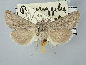  ( - BGE_ZSM_LEP_2840)  @11 [ ] by-nc-sa (2025) SNSB, Staatliche Naturwissenschaftliche Sammlungen Bayerns ZSM (SNSB, Zoologische Staatssammlung Muenchen)