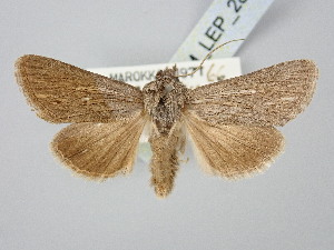  ( - BGE_ZSM_LEP_2841)  @11 [ ] by-nc-sa (2025) SNSB, Staatliche Naturwissenschaftliche Sammlungen Bayerns ZSM (SNSB, Zoologische Staatssammlung Muenchen)