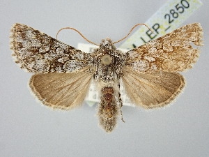  ( - BGE_ZSM_LEP_2850)  @11 [ ] by-nc-sa (2025) SNSB, Staatliche Naturwissenschaftliche Sammlungen Bayerns ZSM (SNSB, Zoologische Staatssammlung Muenchen)