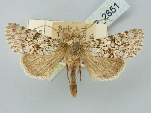  ( - BGE_ZSM_LEP_2851)  @11 [ ] by-nc-sa (2025) SNSB, Staatliche Naturwissenschaftliche Sammlungen Bayerns ZSM (SNSB, Zoologische Staatssammlung Muenchen)