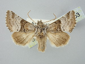  ( - BGE_ZSM_LEP_2853)  @11 [ ] by-nc-sa (2025) SNSB, Staatliche Naturwissenschaftliche Sammlungen Bayerns ZSM (SNSB, Zoologische Staatssammlung Muenchen)