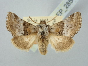  ( - BGE_ZSM_LEP_2854)  @11 [ ] by-nc-sa (2025) SNSB, Staatliche Naturwissenschaftliche Sammlungen Bayerns ZSM (SNSB, Zoologische Staatssammlung Muenchen)