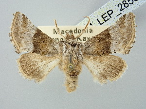  ( - BGE_ZSM_LEP_2855)  @11 [ ] by-nc-sa (2025) SNSB, Staatliche Naturwissenschaftliche Sammlungen Bayerns ZSM (SNSB, Zoologische Staatssammlung Muenchen)