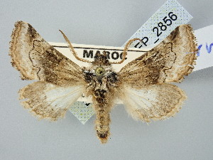  ( - BGE_ZSM_LEP_2856)  @11 [ ] by-nc-sa (2025) SNSB, Staatliche Naturwissenschaftliche Sammlungen Bayerns ZSM (SNSB, Zoologische Staatssammlung Muenchen)