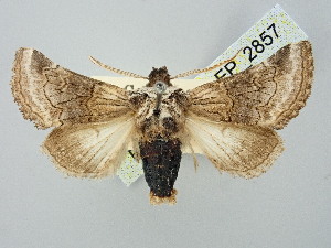  ( - BGE_ZSM_LEP_2857)  @11 [ ] by-nc-sa (2025) SNSB, Staatliche Naturwissenschaftliche Sammlungen Bayerns ZSM (SNSB, Zoologische Staatssammlung Muenchen)