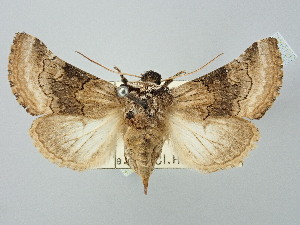  ( - BGE_ZSM_LEP_2858)  @11 [ ] by-nc-sa (2025) SNSB, Staatliche Naturwissenschaftliche Sammlungen Bayerns ZSM (SNSB, Zoologische Staatssammlung Muenchen)