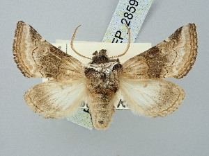  ( - BGE_ZSM_LEP_2859)  @11 [ ] by-nc-sa (2025) SNSB, Staatliche Naturwissenschaftliche Sammlungen Bayerns ZSM (SNSB, Zoologische Staatssammlung Muenchen)
