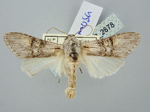  ( - BGE_ZSM_LEP_2878)  @11 [ ] by-nc-sa (2025) SNSB, Staatliche Naturwissenschaftliche Sammlungen Bayerns ZSM (SNSB, Zoologische Staatssammlung Muenchen)