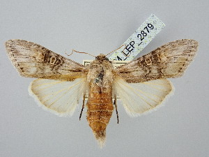  ( - BGE_ZSM_LEP_2879)  @11 [ ] by-nc-sa (2025) SNSB, Staatliche Naturwissenschaftliche Sammlungen Bayerns ZSM (SNSB, Zoologische Staatssammlung Muenchen)