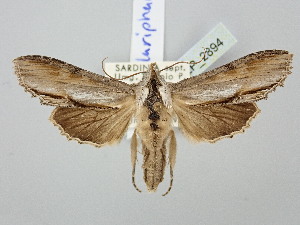  ( - BGE_ZSM_LEP_2894)  @11 [ ] by-nc-sa (2025) SNSB, Staatliche Naturwissenschaftliche Sammlungen Bayerns ZSM (SNSB, Zoologische Staatssammlung Muenchen)