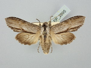  ( - BGE_ZSM_LEP_2895)  @11 [ ] by-nc-sa (2025) SNSB, Staatliche Naturwissenschaftliche Sammlungen Bayerns ZSM (SNSB, Zoologische Staatssammlung Muenchen)