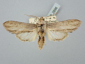  ( - BGE_ZSM_LEP_2896)  @11 [ ] by-nc-sa (2025) SNSB, Staatliche Naturwissenschaftliche Sammlungen Bayerns ZSM (SNSB, Zoologische Staatssammlung Muenchen)
