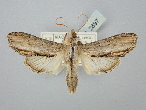  ( - BGE_ZSM_LEP_2897)  @11 [ ] by-nc-sa (2025) SNSB, Staatliche Naturwissenschaftliche Sammlungen Bayerns ZSM (SNSB, Zoologische Staatssammlung Muenchen)