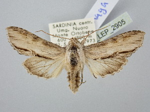  ( - BGE_ZSM_LEP_2905)  @11 [ ] by-nc-sa (2025) SNSB, Staatliche Naturwissenschaftliche Sammlungen Bayerns ZSM (SNSB, Zoologische Staatssammlung Muenchen)