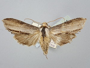 ( - BGE_ZSM_LEP_2906)  @11 [ ] by-nc-sa (2025) SNSB, Staatliche Naturwissenschaftliche Sammlungen Bayerns ZSM (SNSB, Zoologische Staatssammlung Muenchen)